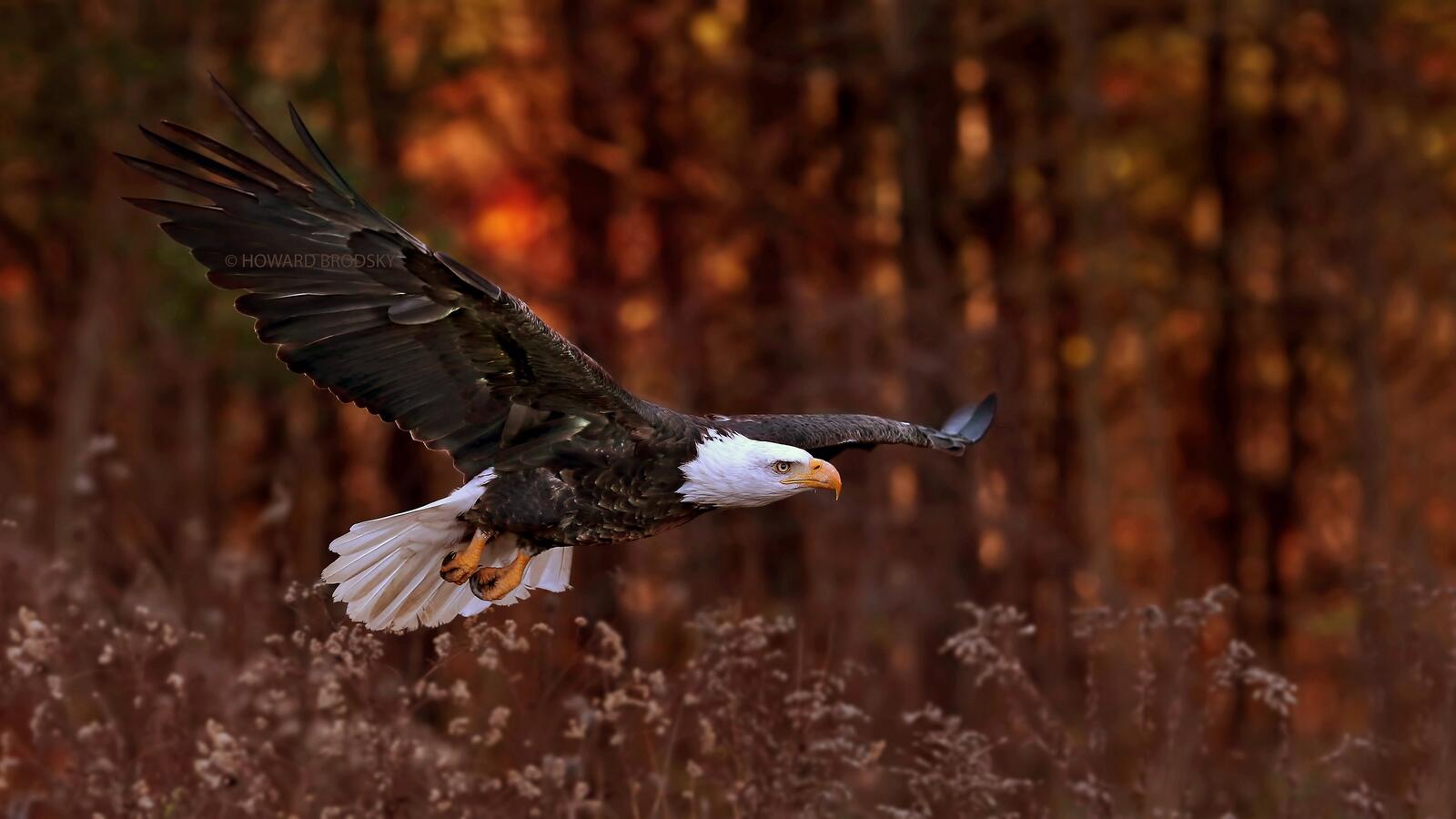 Wallpapers eagle flight bushes on the desktop