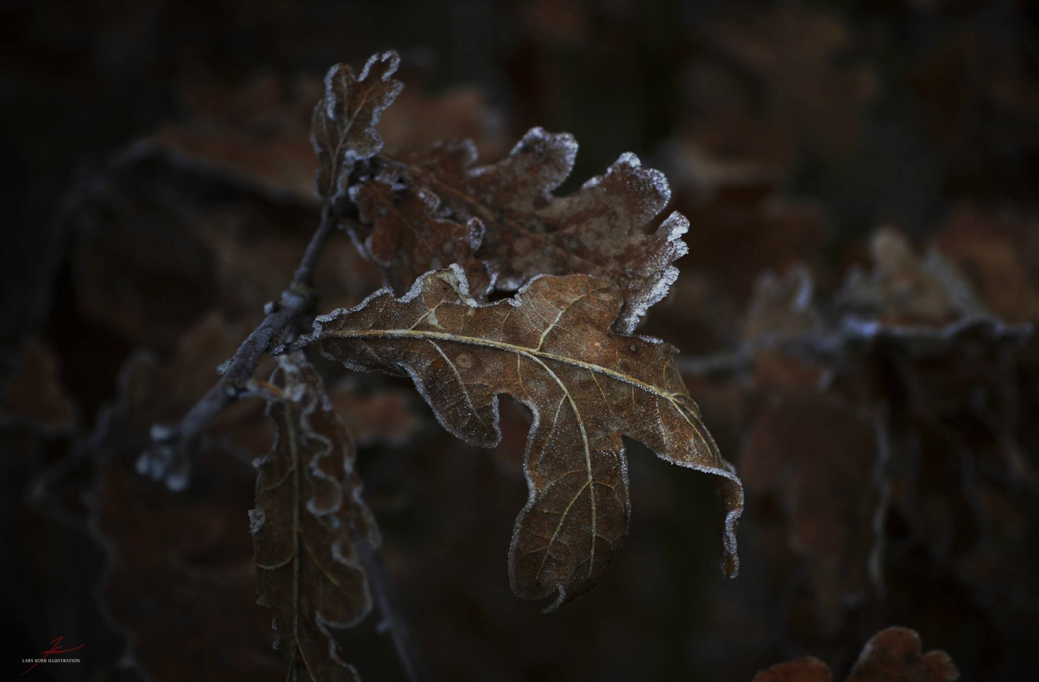 Фото бесплатно мороз, листья, макро