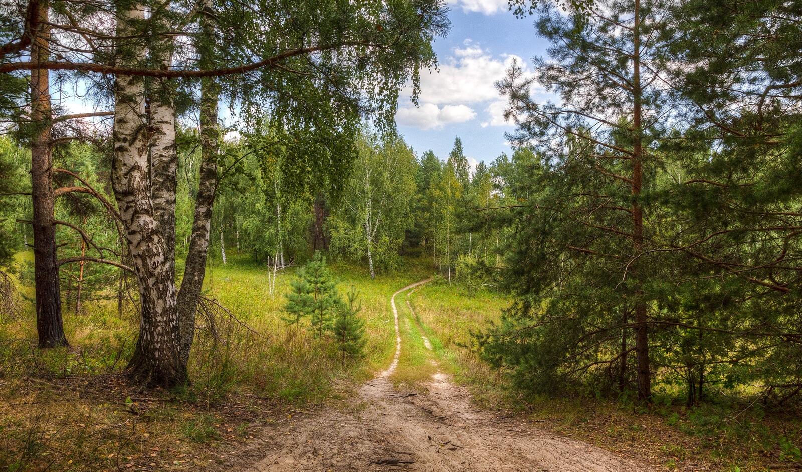 Wallpapers nature road through the forest landscapes on the desktop