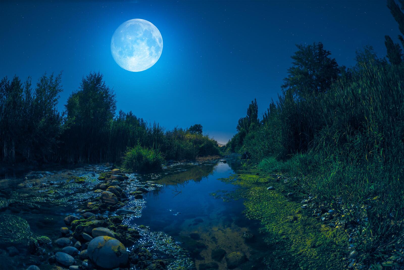 Wallpapers trees river moon on the desktop
