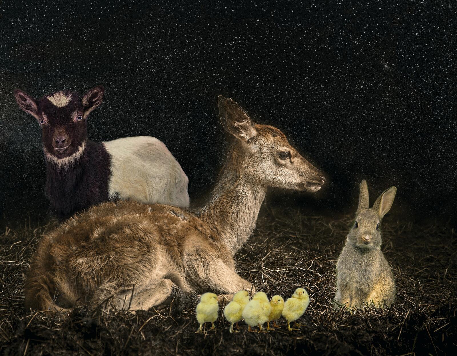 Wallpapers Deer rabbit goat on the desktop