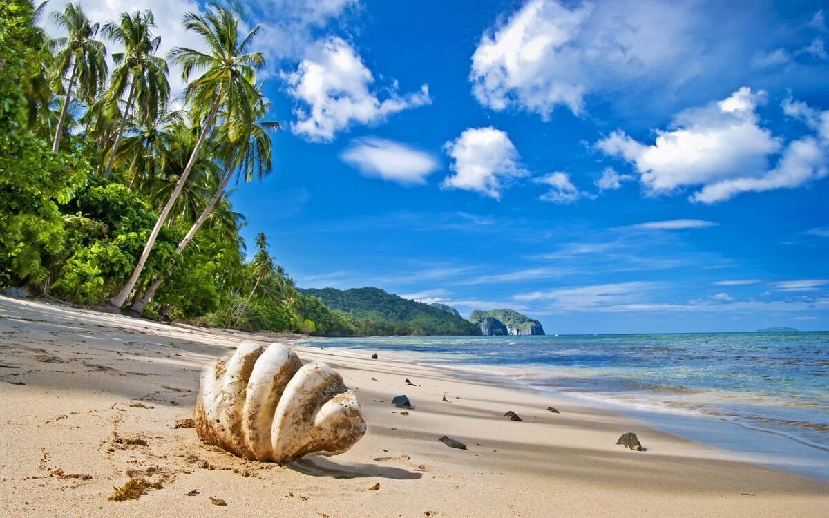 Морская ракушка в песке у берега моря