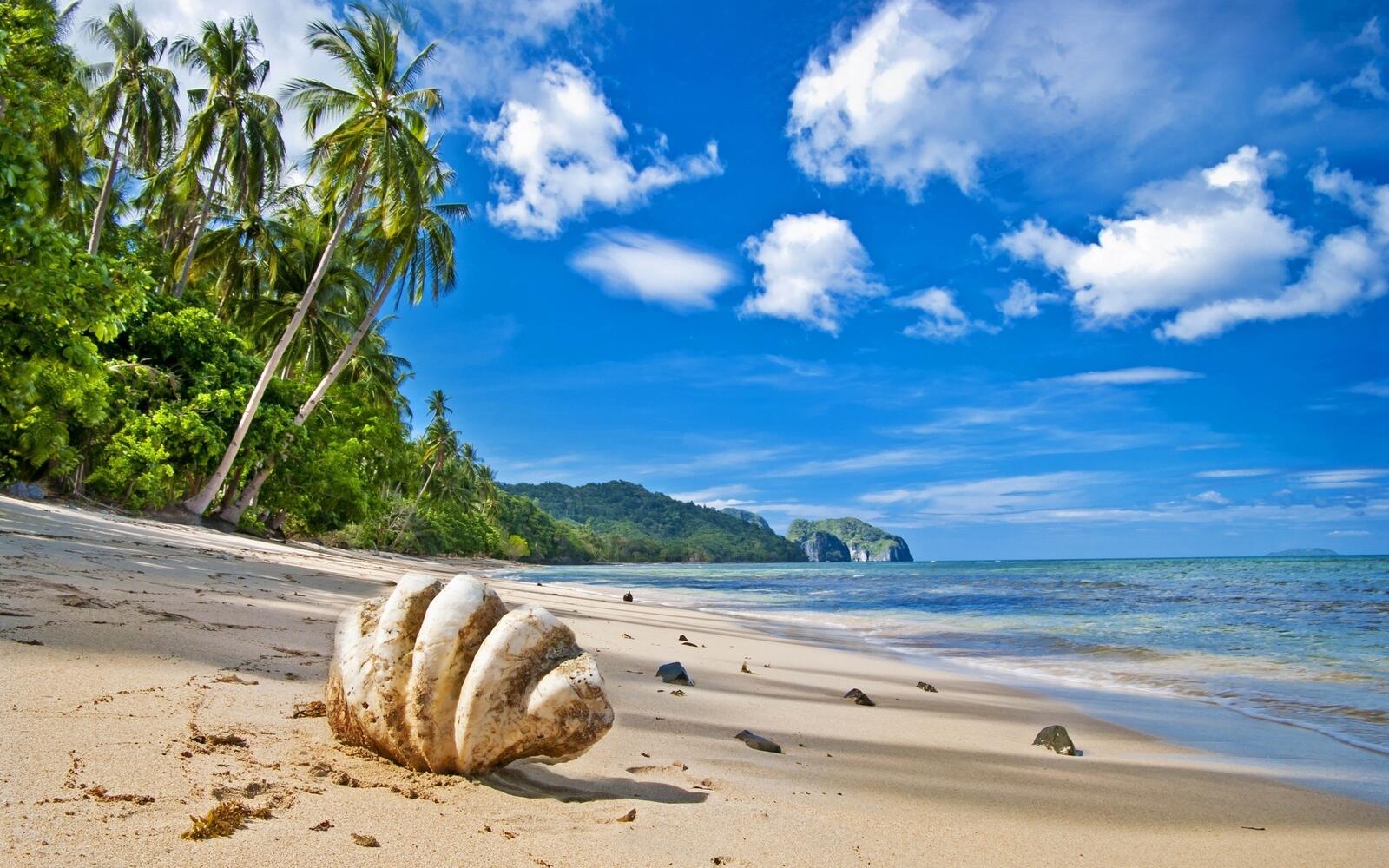 Бесплатное фото Морская ракушка в песке у берега моря