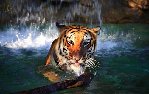 A tiger at a water treatment