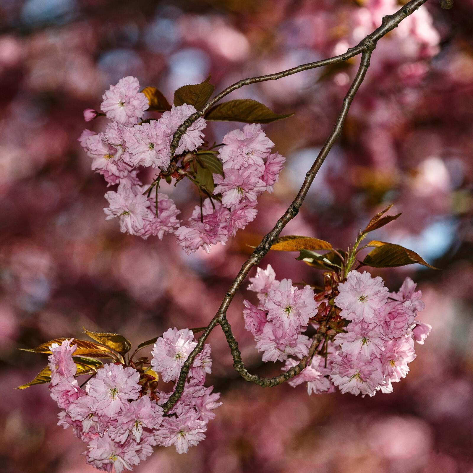 Обои весна цветы розовые цветы на рабочий стол