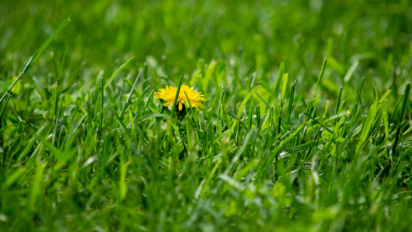 Free photo Blooming dandelion