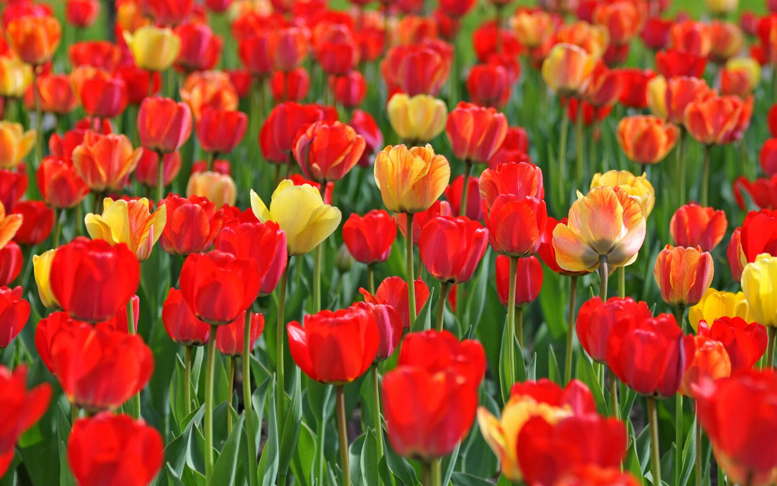 Wallpapers spring wallpaper tulip garden red and yellow on the desktop