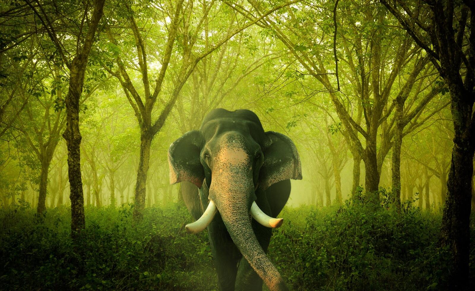 Wallpapers jungle elephant sun light on the desktop