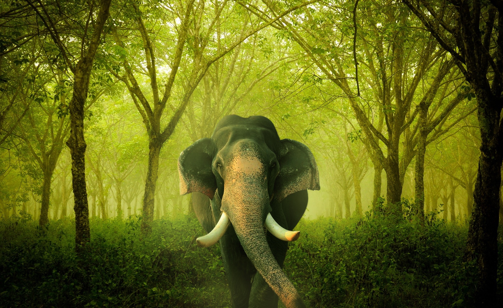 Wallpapers jungle elephant sun light on the desktop