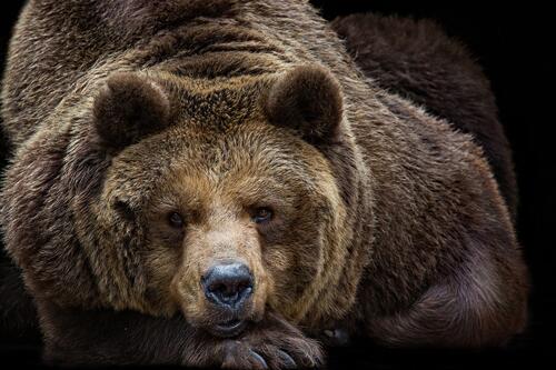 A brown bear lying down and looking at the photographer