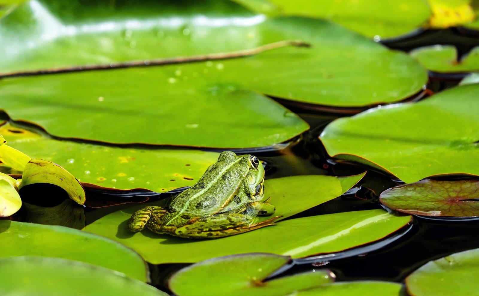 Wallpapers wallpaper frog view from behind green on the desktop