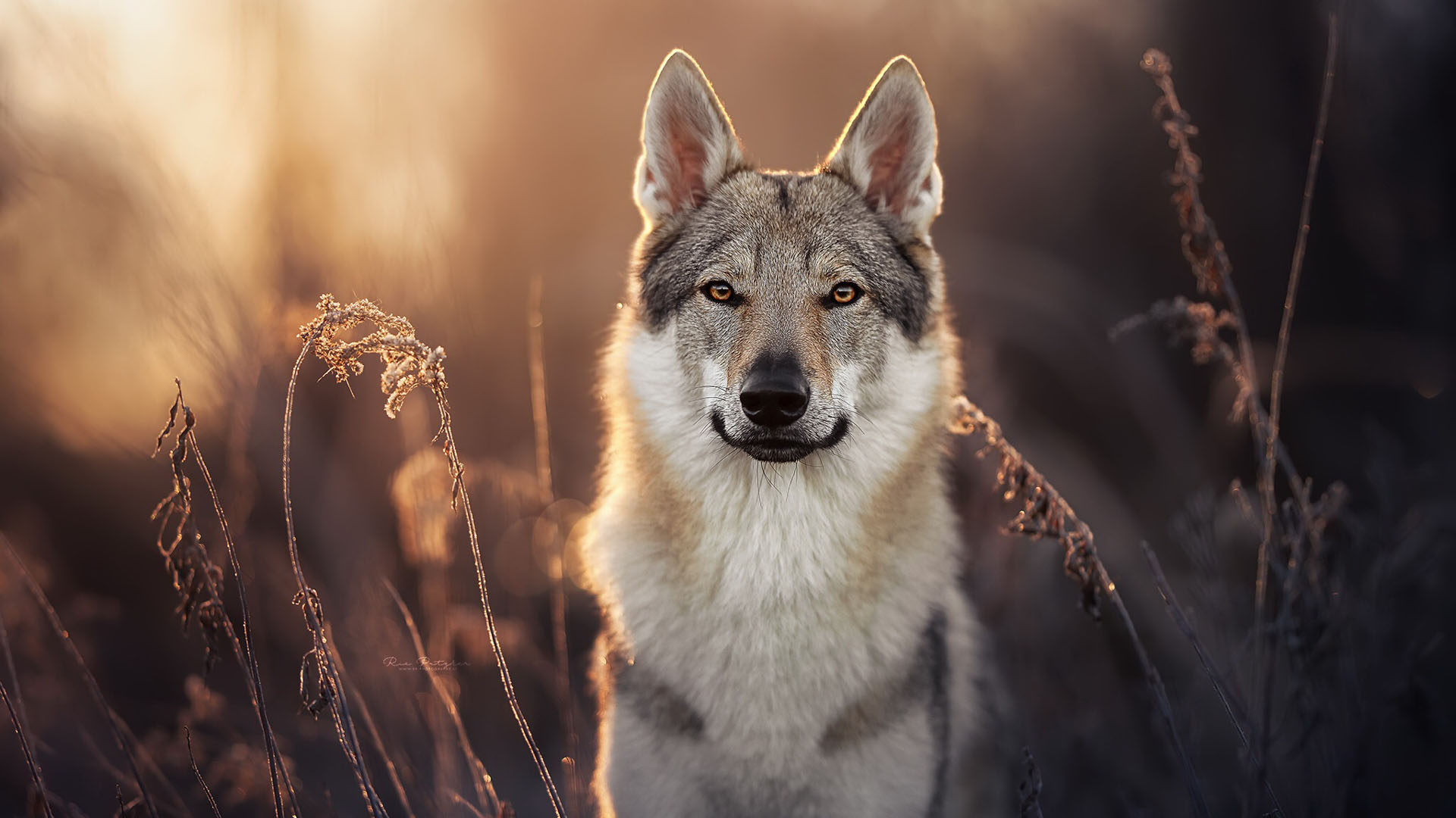 371046 husky, puppy, snout, bright 4k - Rare Gallery HD Wallpapers
