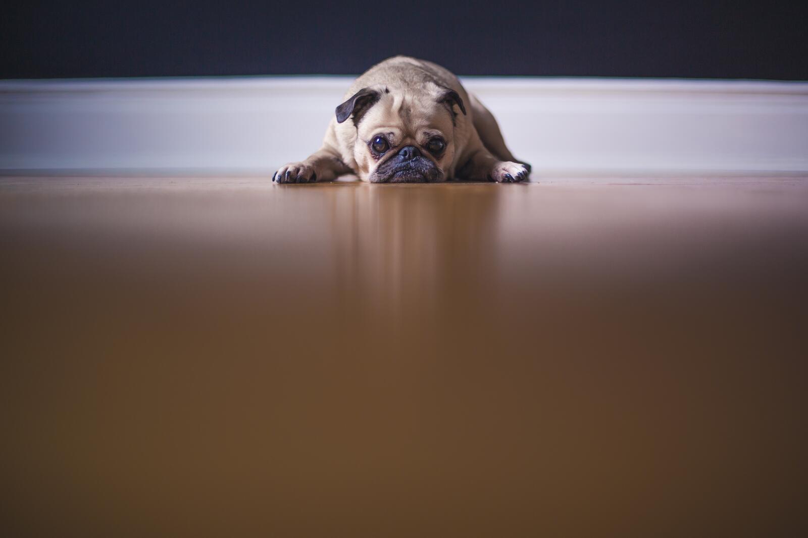 Wallpapers miserable sweetheart canine on the desktop