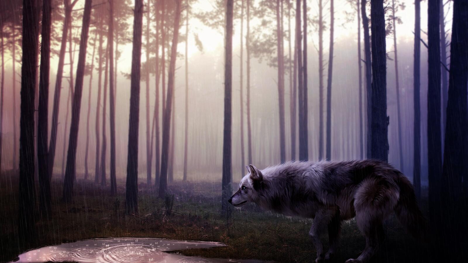 Wallpapers wild wolf rendering on the desktop