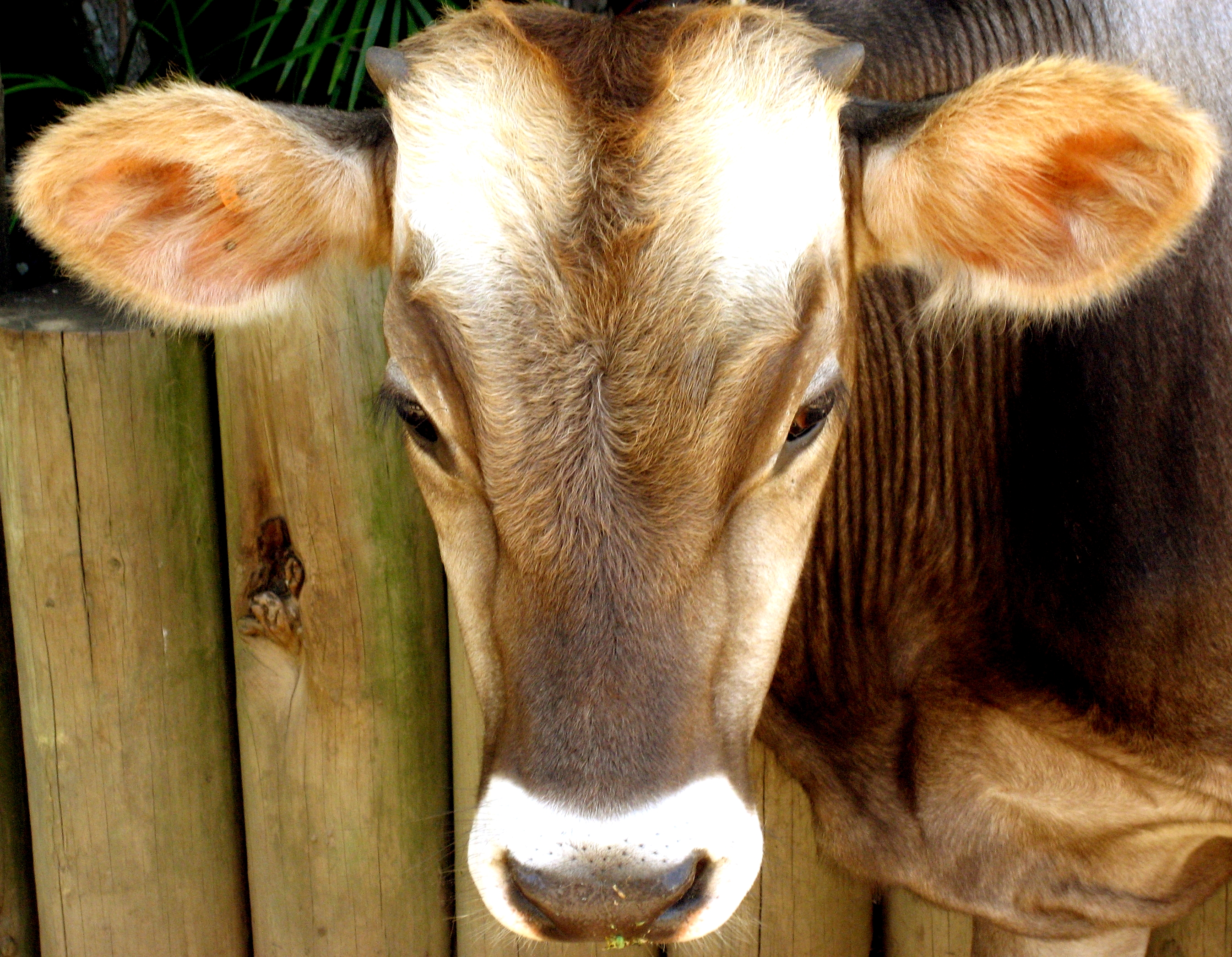 Фото бесплатно животное, корова, крупный план