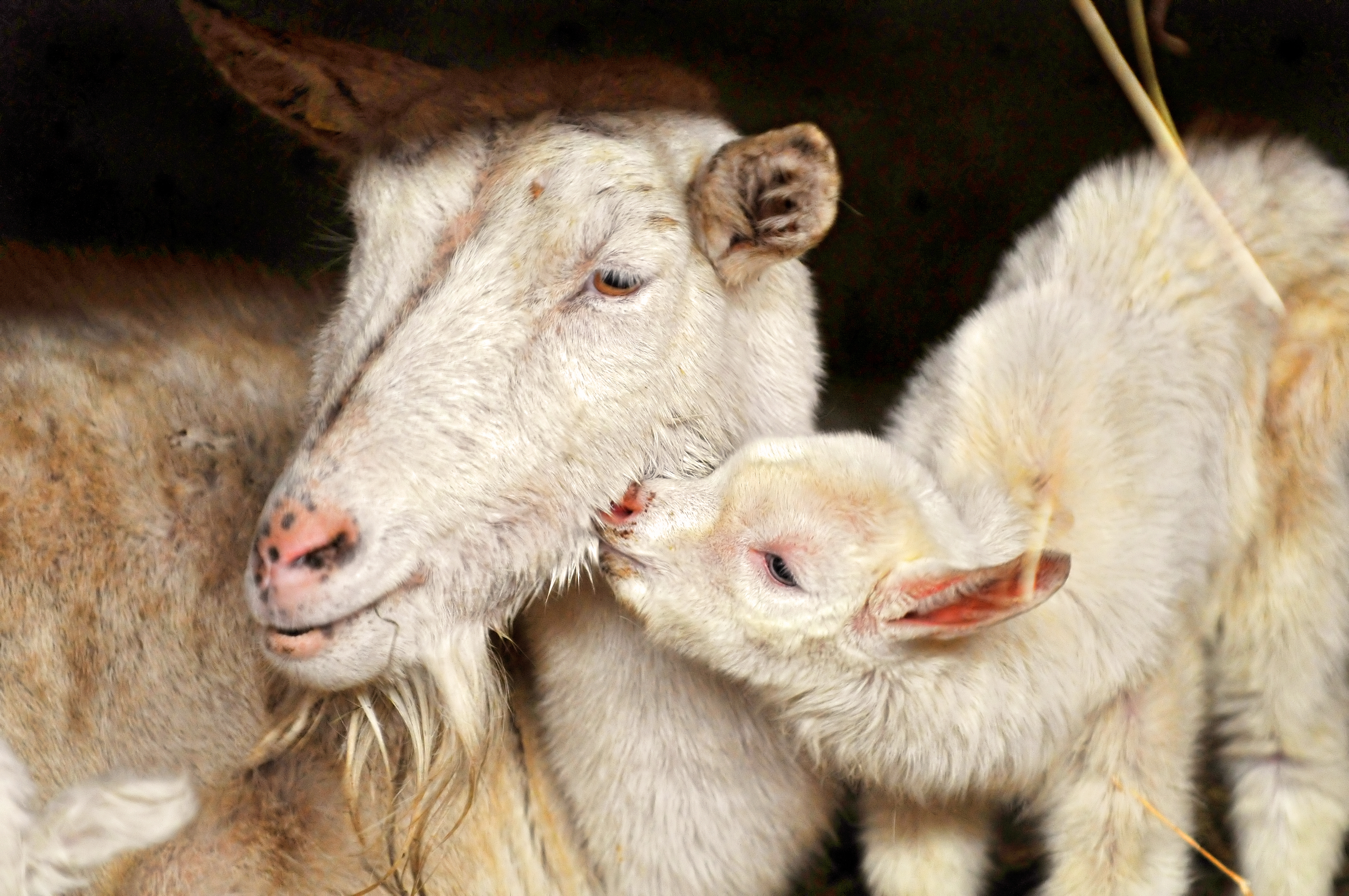 Wallpapers lamb family goat on the desktop