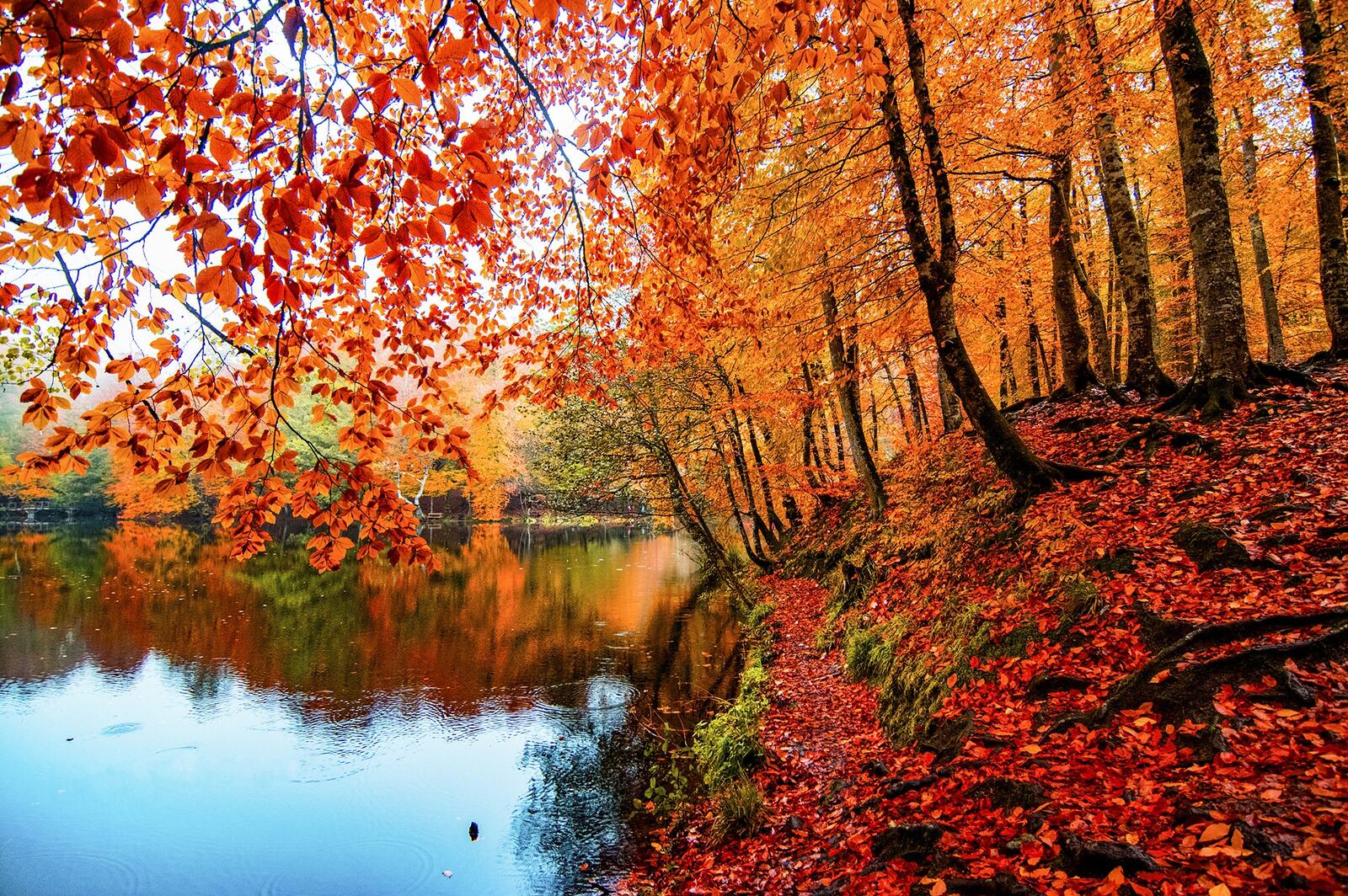 Free photo The most beautiful photo of autumn, park, pond