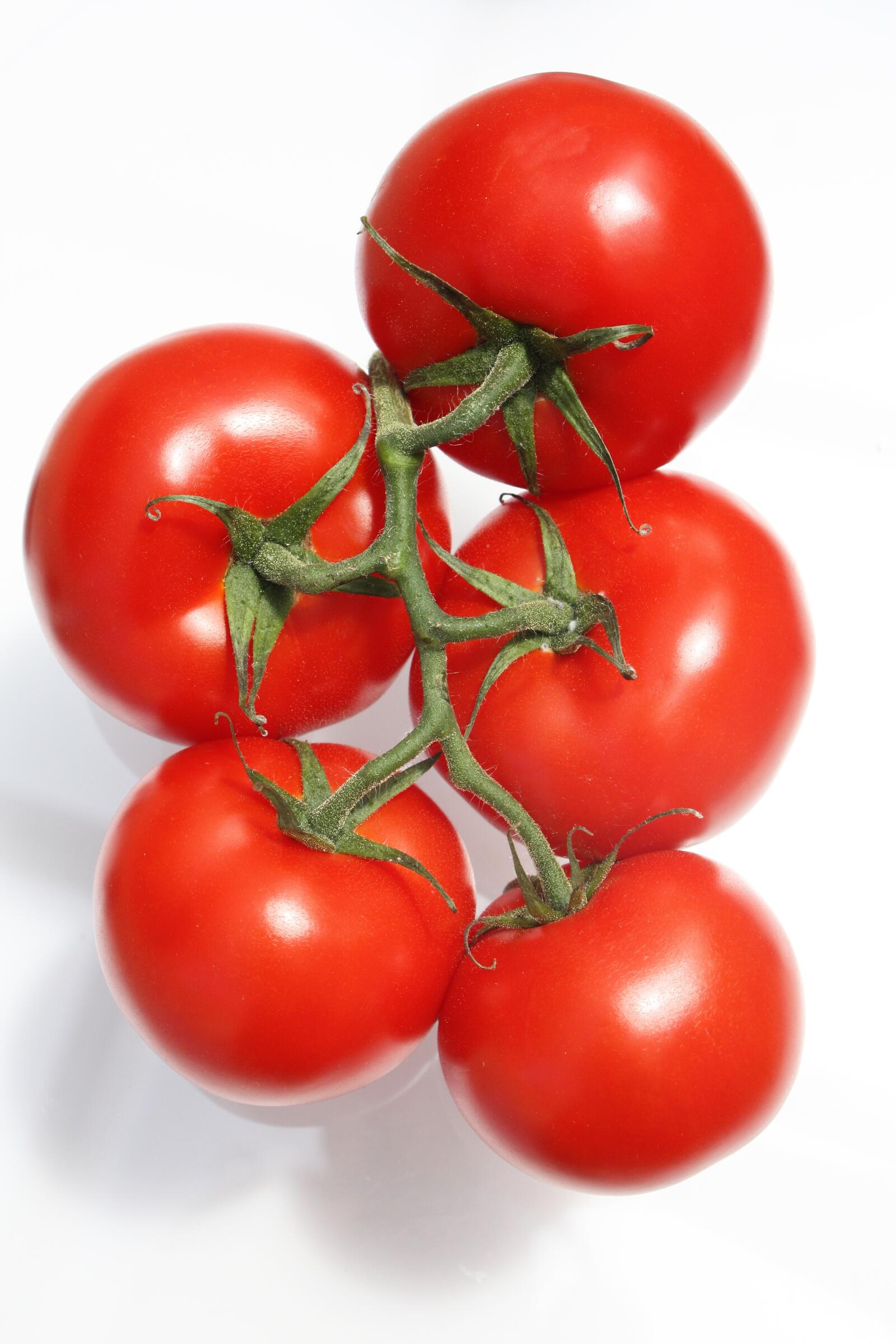 Free photo Red tomatoes on a sprig