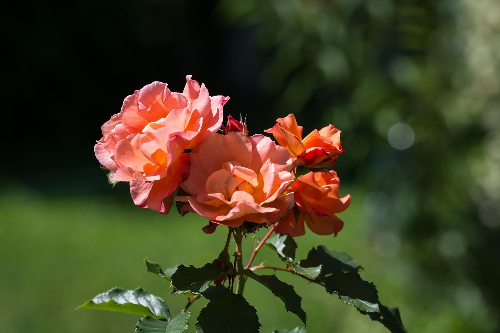 Обои обои роза розовый ветви на рабочий стол
