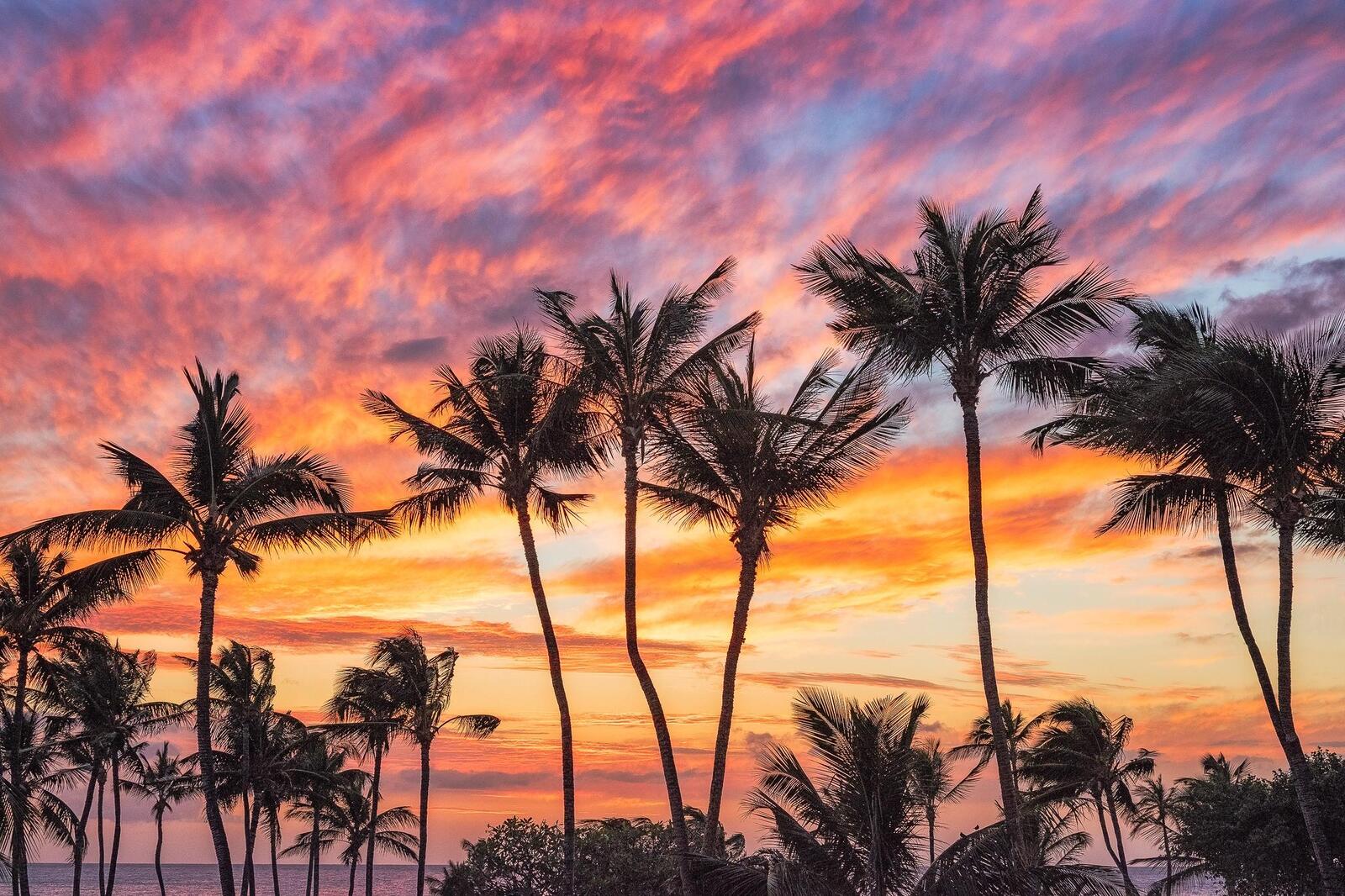 Wallpapers Hawaii sunset palm trees on the desktop