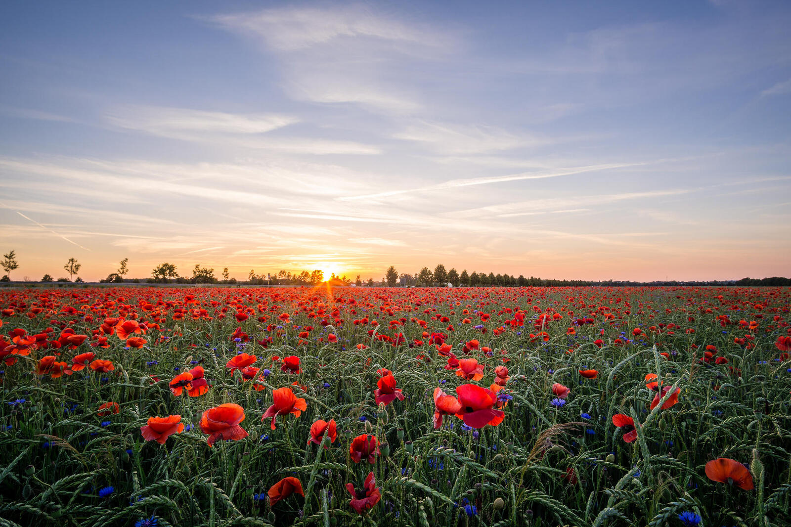 Wallpapers red box sunny weather field of poppies on the desktop