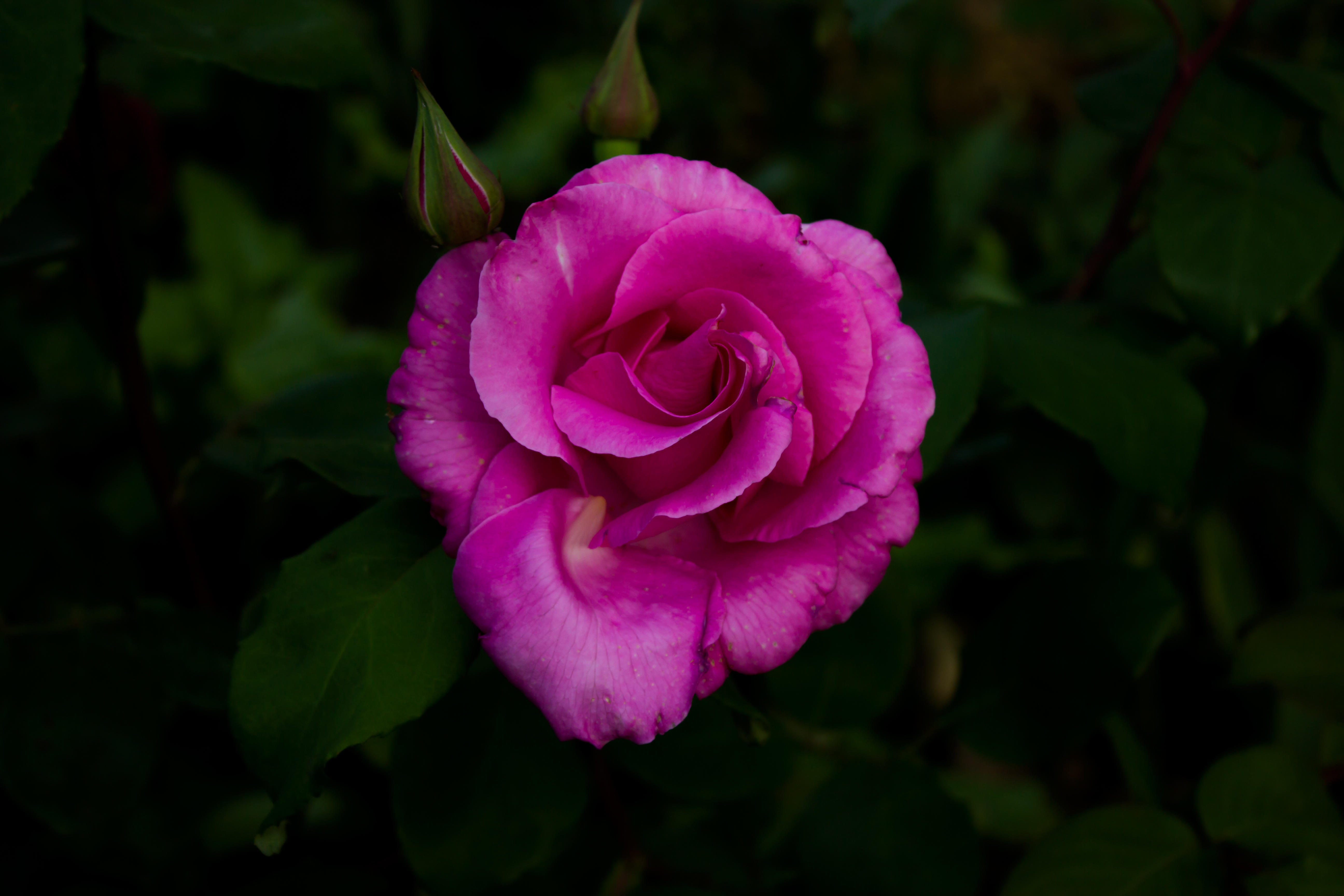 Обои розы розовые цветы флора на рабочий стол