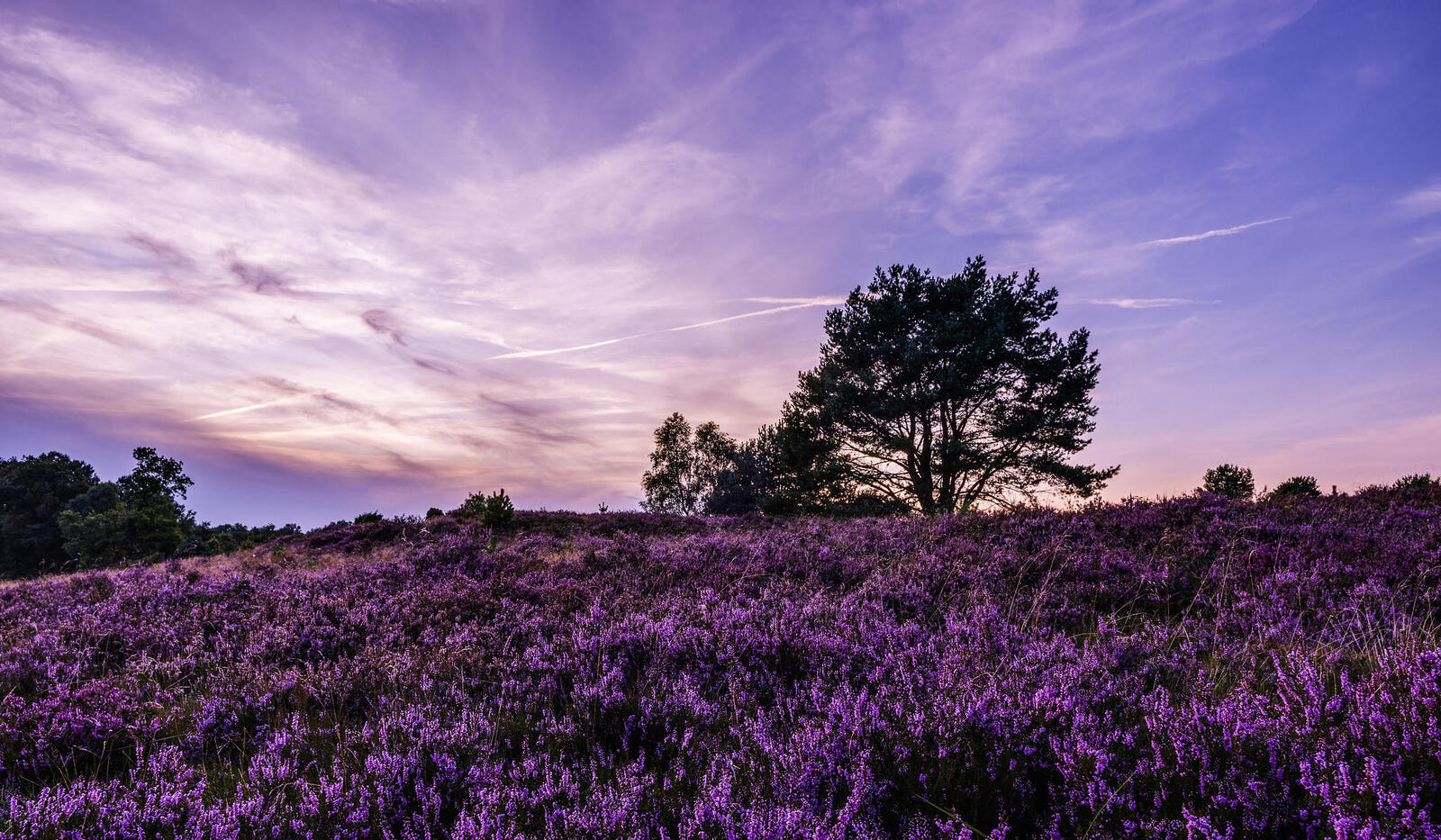 Free photo Pictures on the theme of lavender, sunset