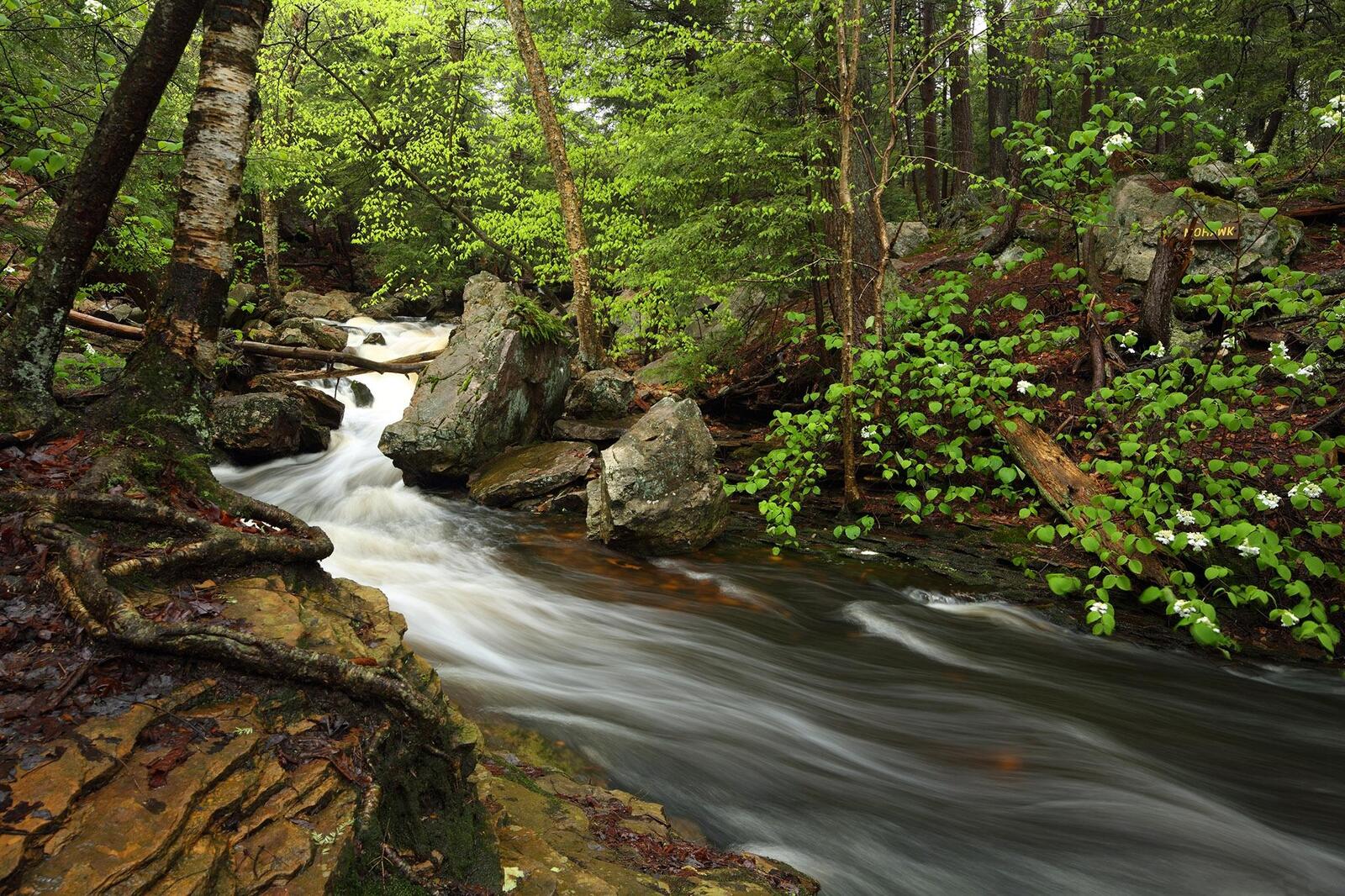 Wallpapers Ricketts State Park Glen forest trees river on the desktop