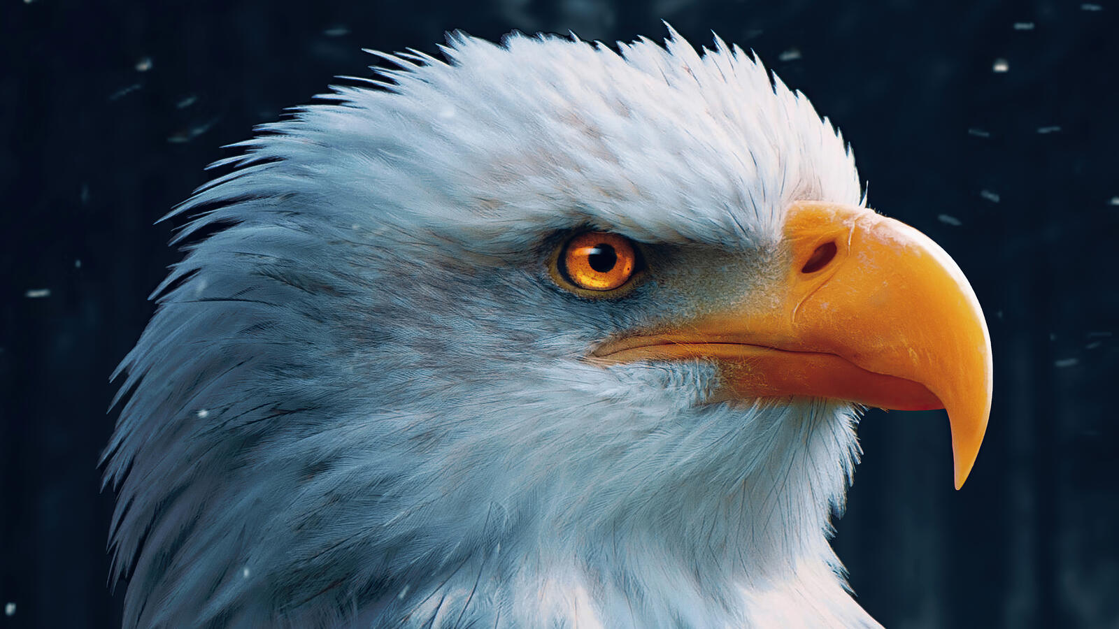 Wallpapers bald eagle eagle birds on the desktop