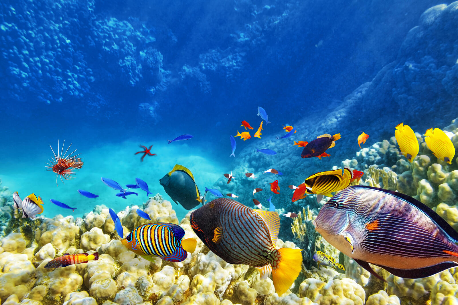Wallpapers fishes seabed sea bottom on the desktop