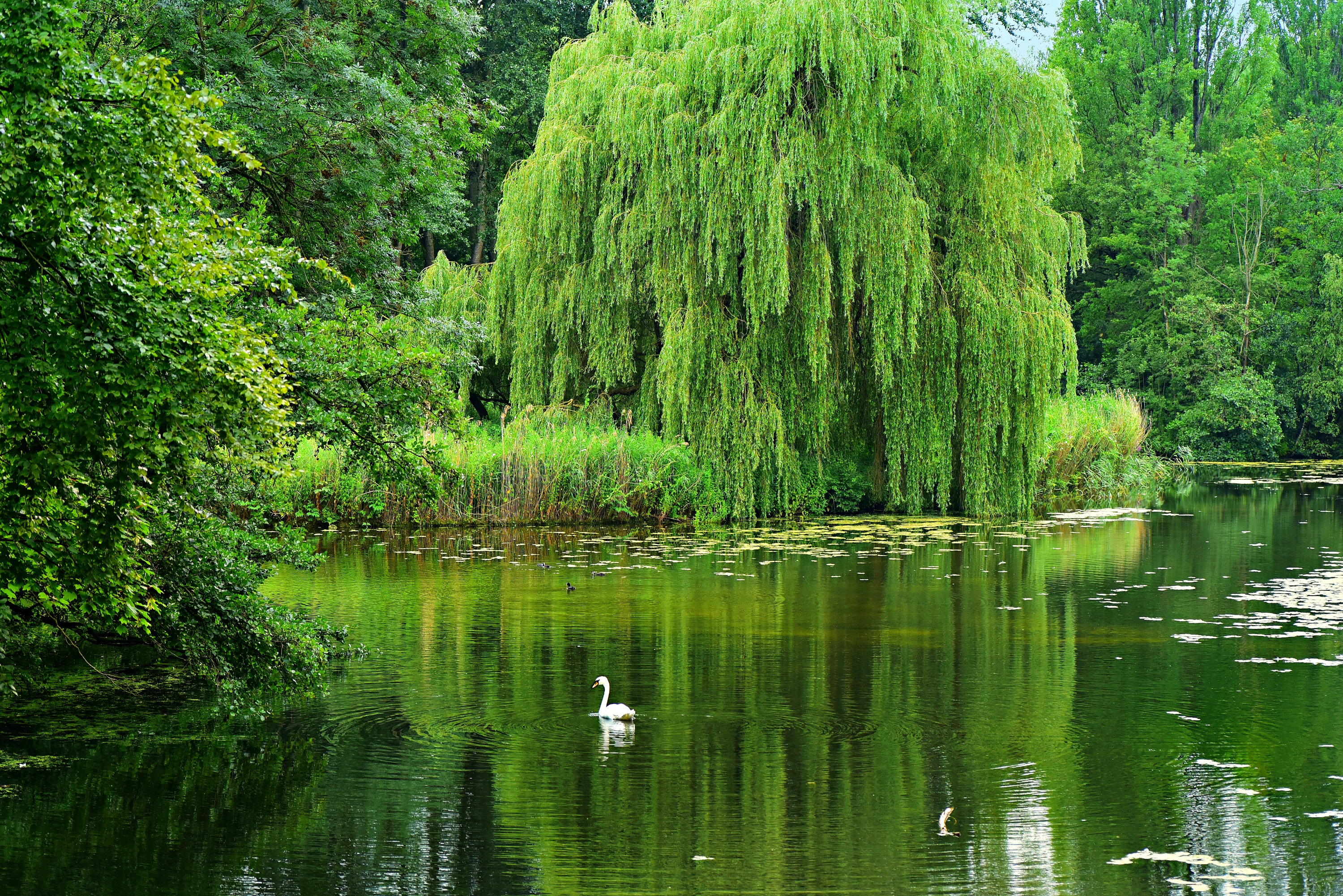 Wallpapers weeping willow pond water on the desktop