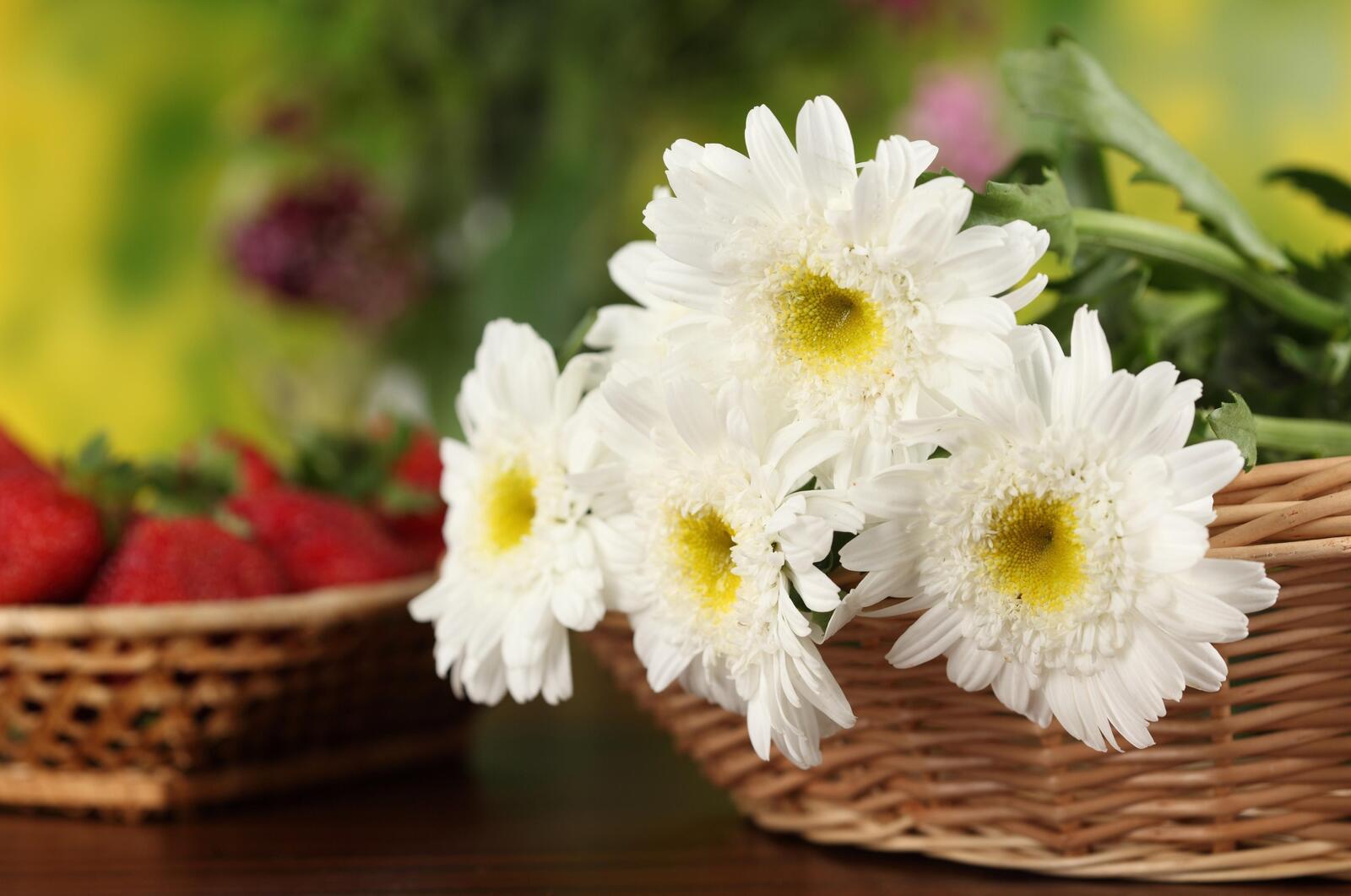 Wallpapers flowers white chamomile on the desktop