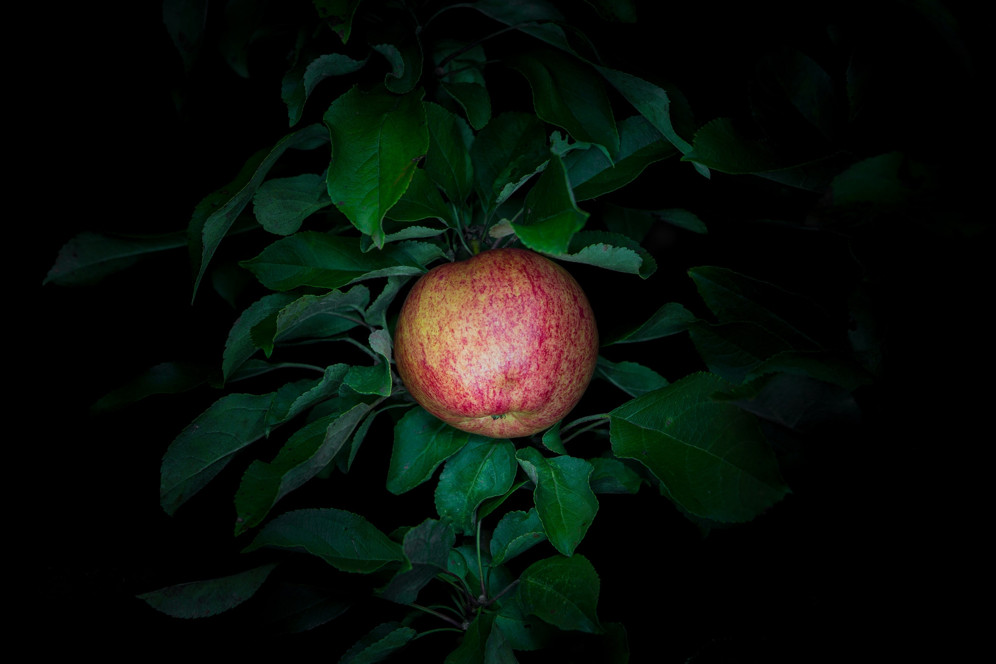 Wallpapers night Apple Apple tree on the desktop