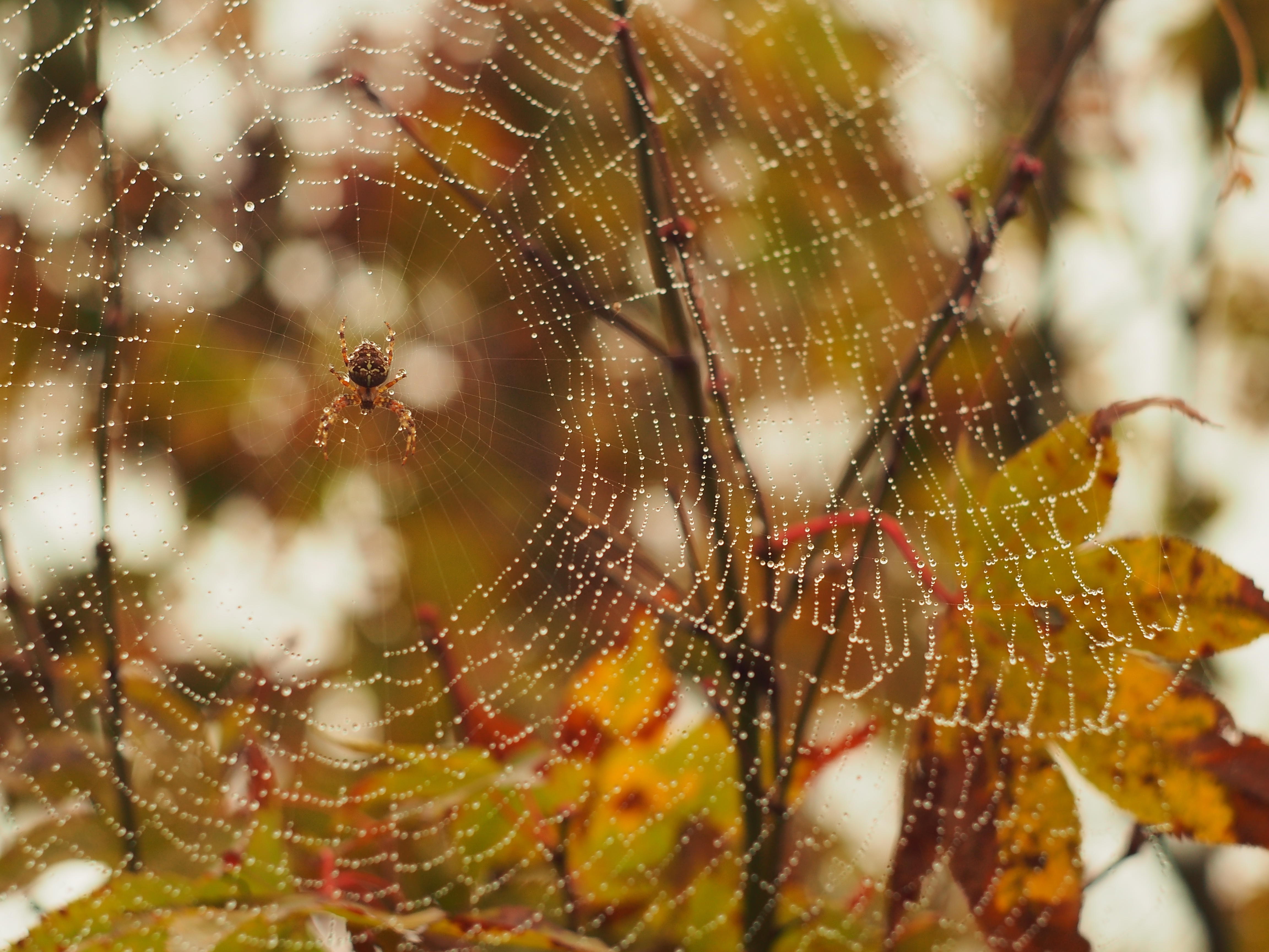 Wallpapers spider spider web autumn on the desktop