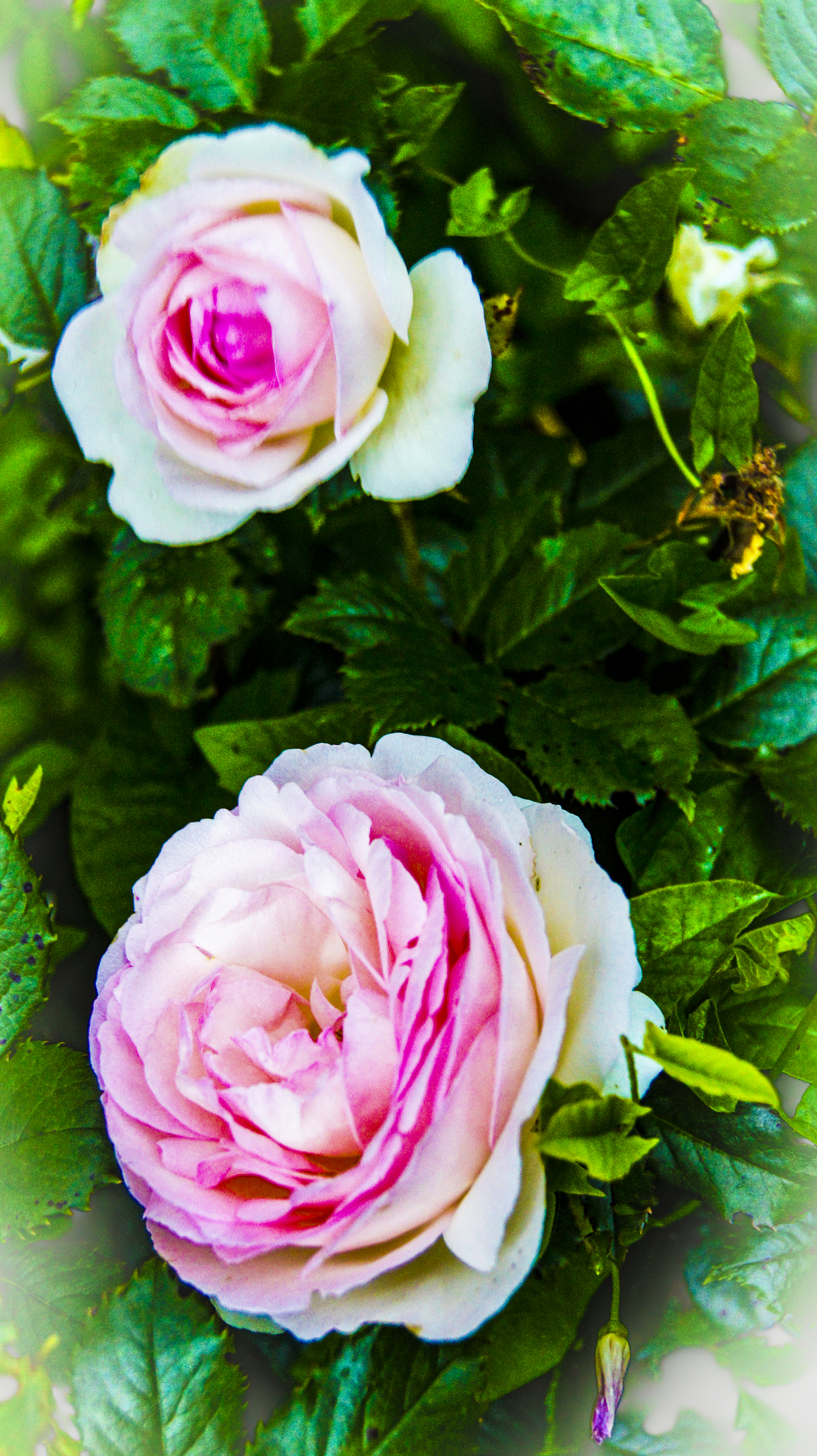 玫瑰。粉红色。编织。开花了。