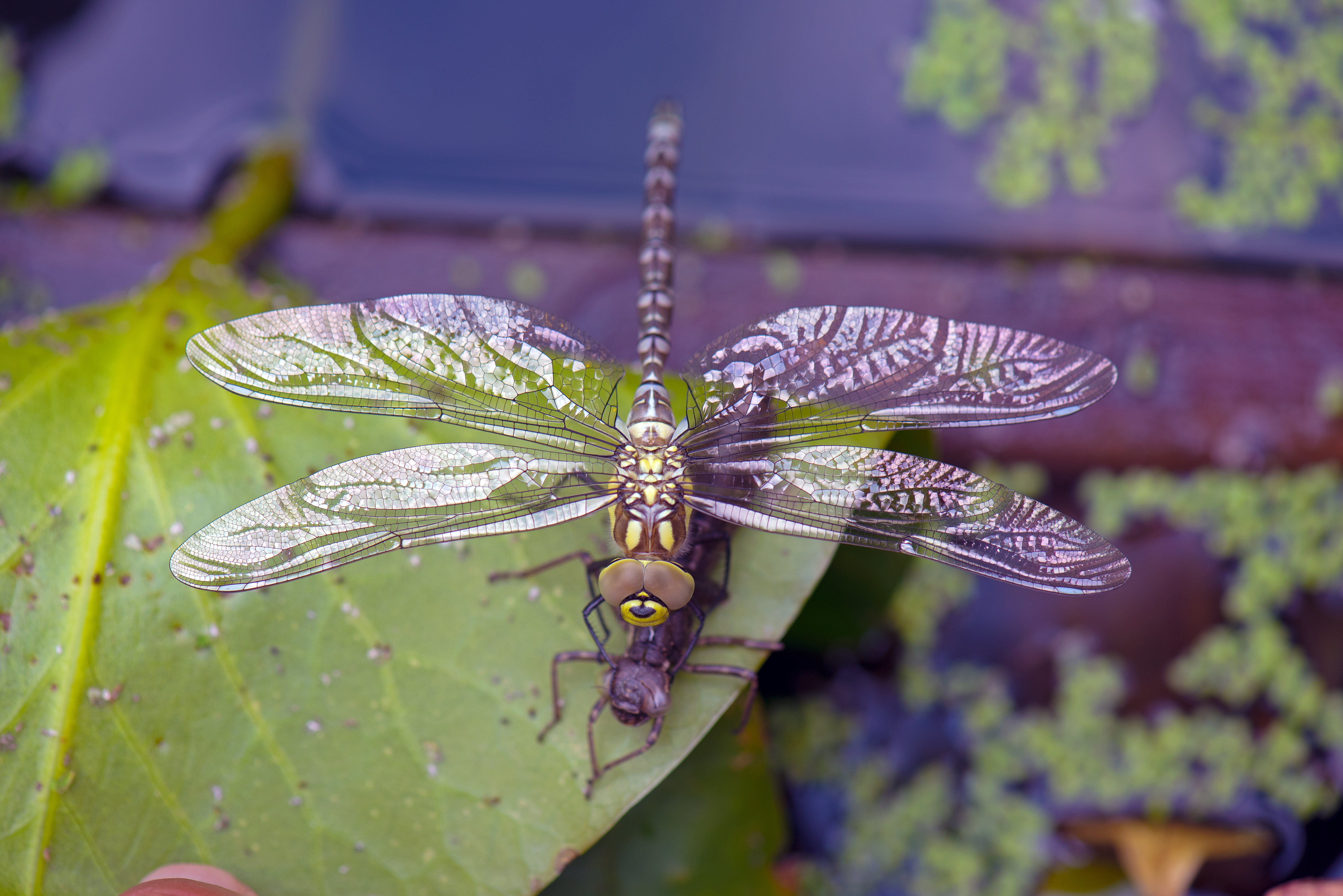 Фото насекомые макросъемка стрекозы крупным планом - бесплатные картинки на Fonwall