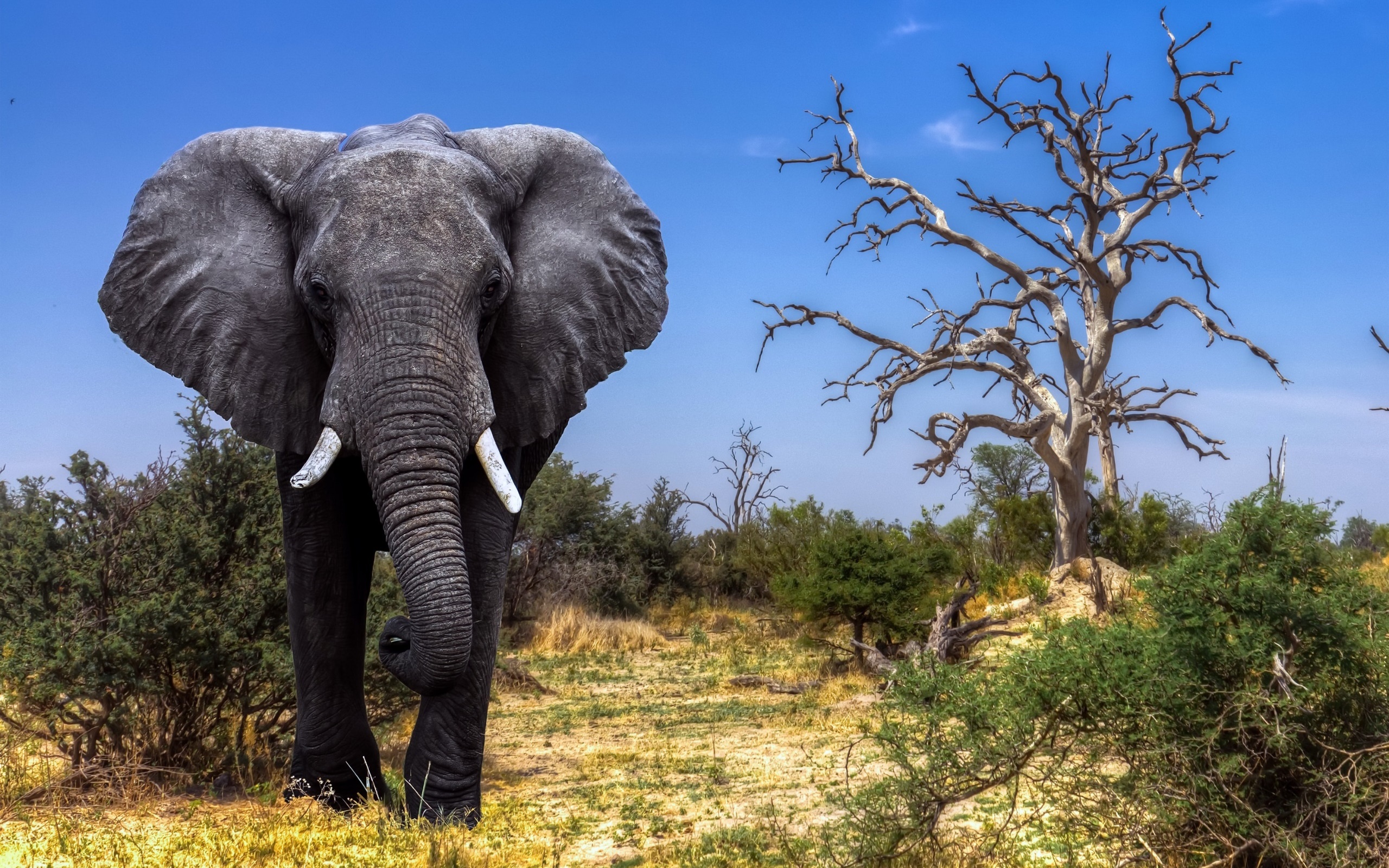Big elephant · free photo