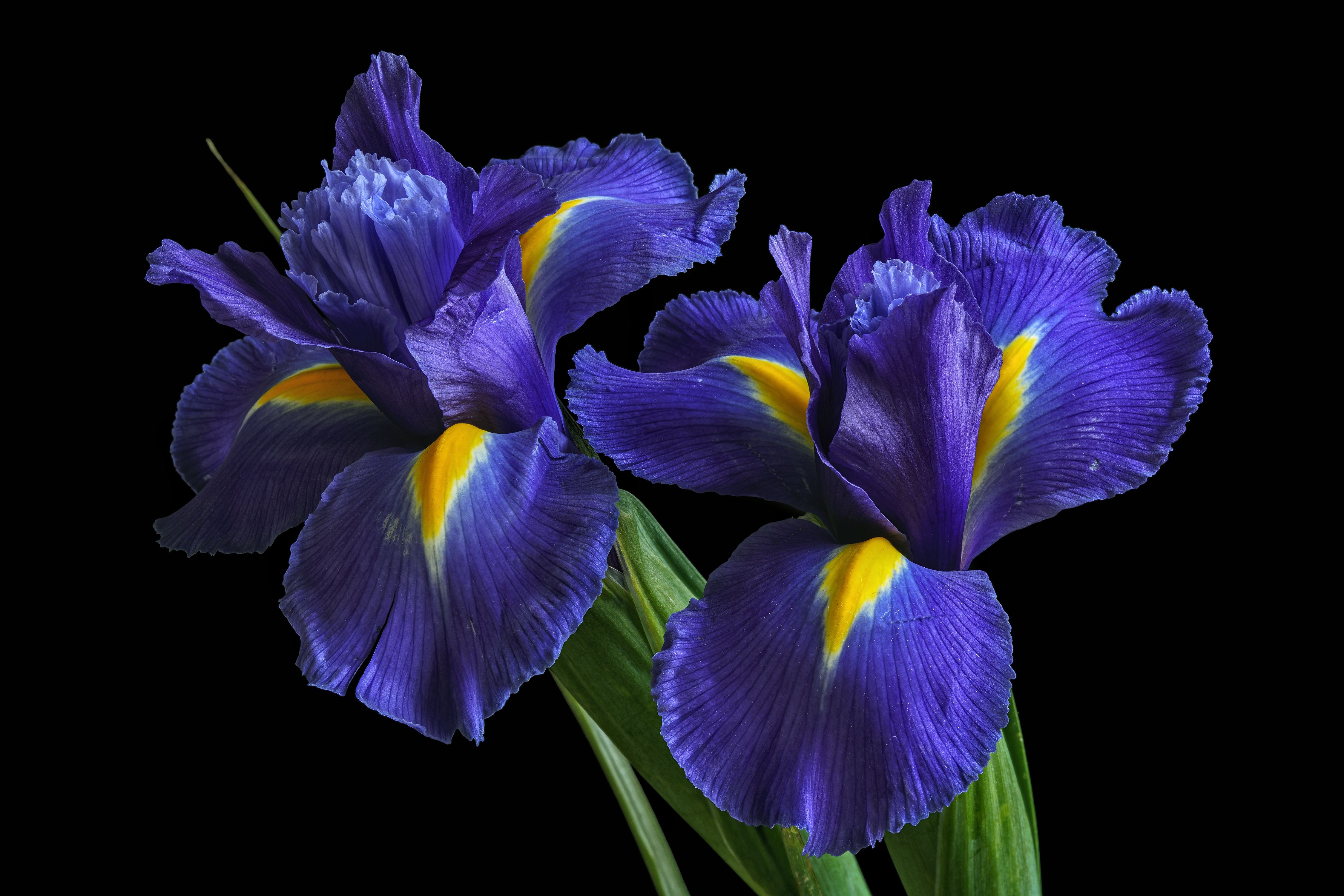 Обои Irises цветы ирисы - бесплатные картинки на Fonwall