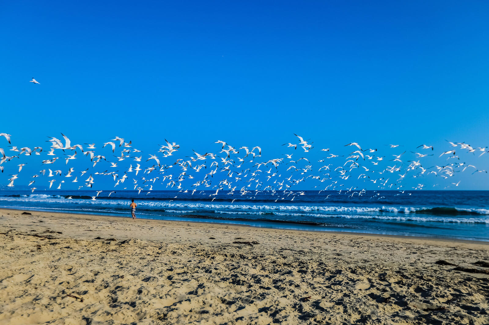 Wallpapers seagulls birds sea on the desktop
