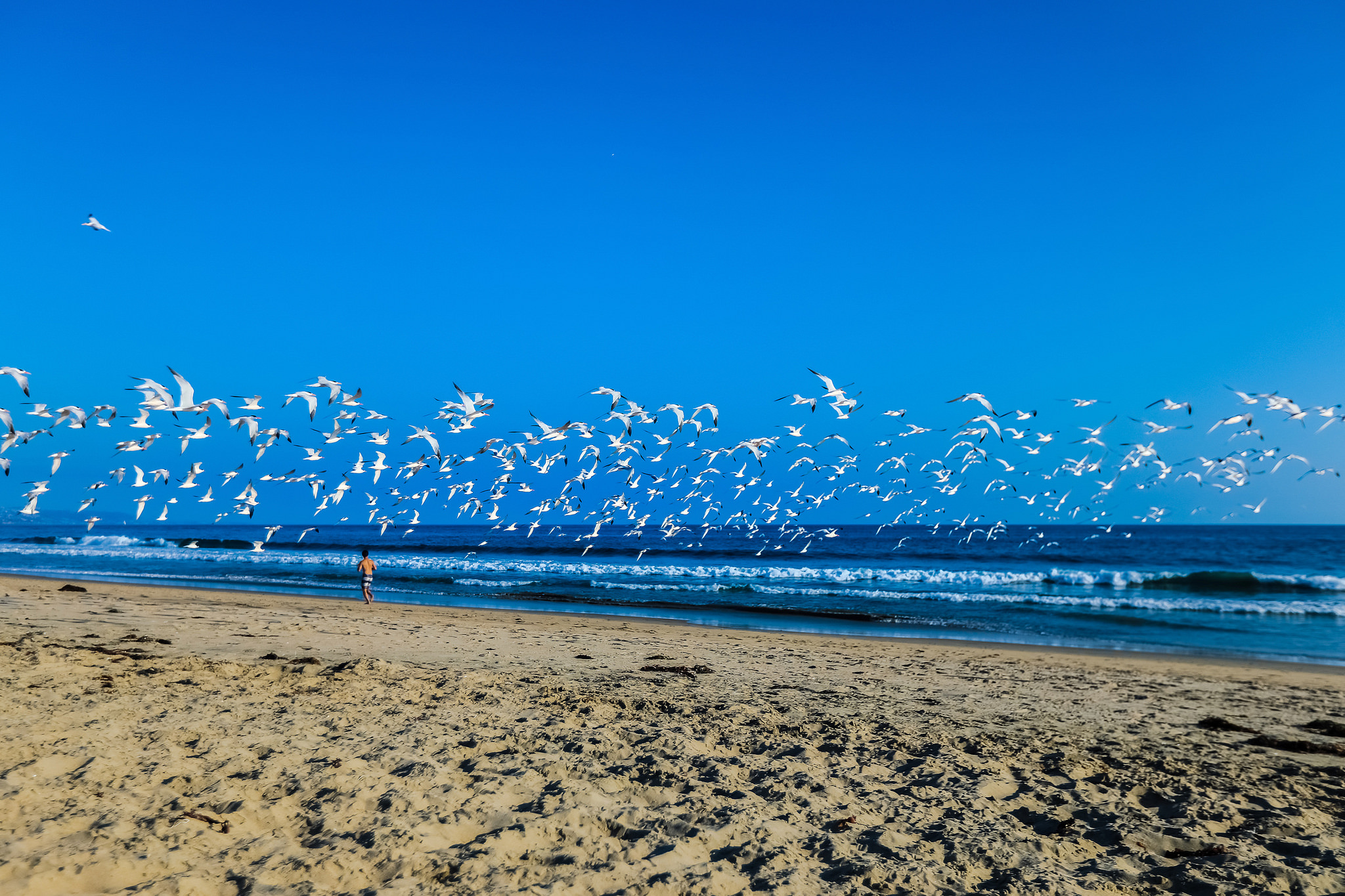 Wallpapers seagulls birds sea on the desktop