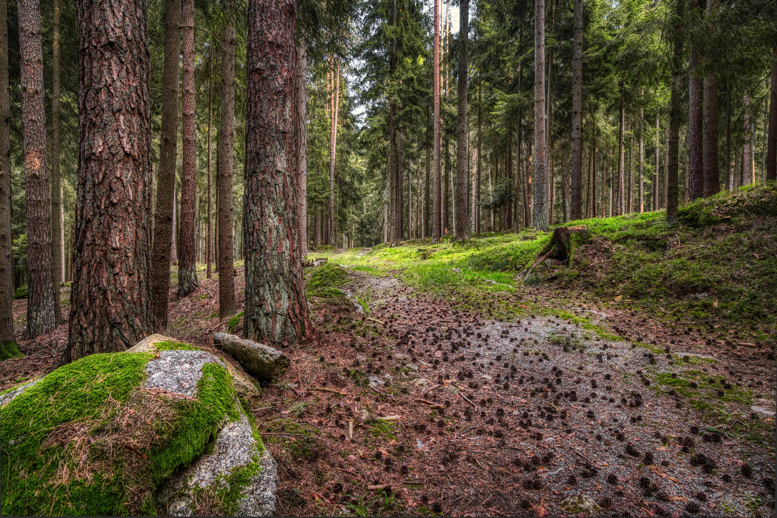 Обои природа Германия леса на рабочий стол