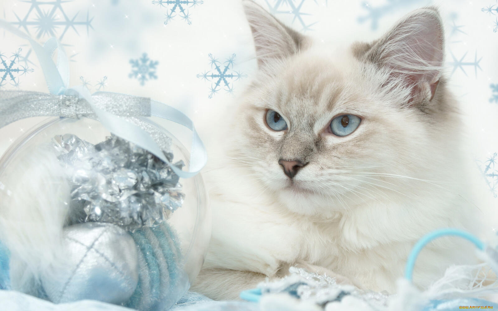 Wallpapers christmas balls new year cat on the desktop