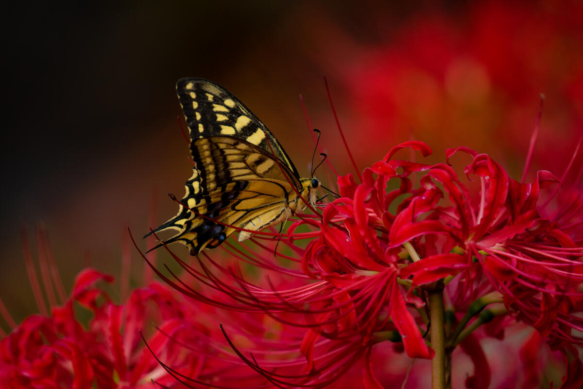 Photo of a butterfly, a flower online for free