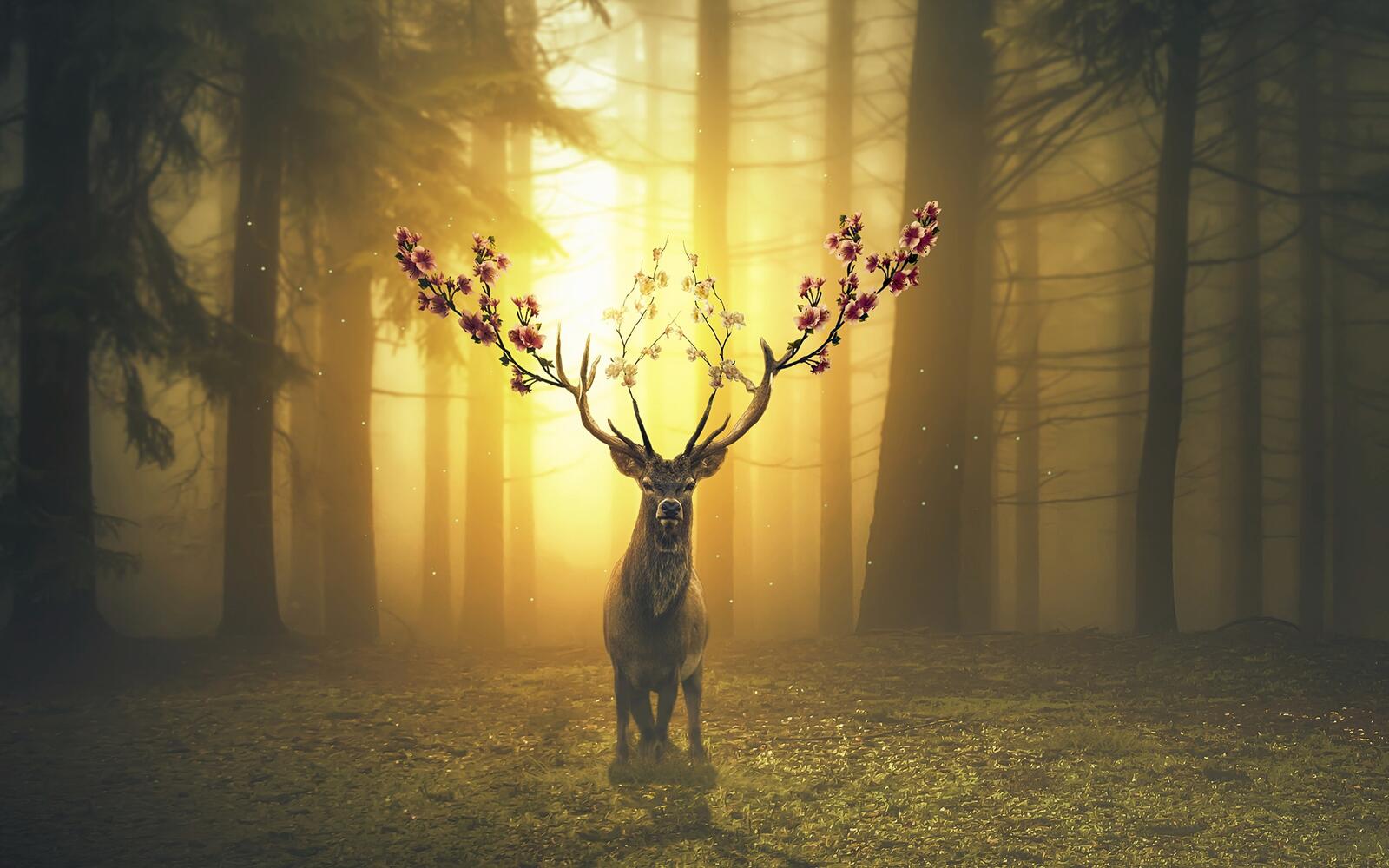 Wallpapers deer photo manipulation scenic on the desktop