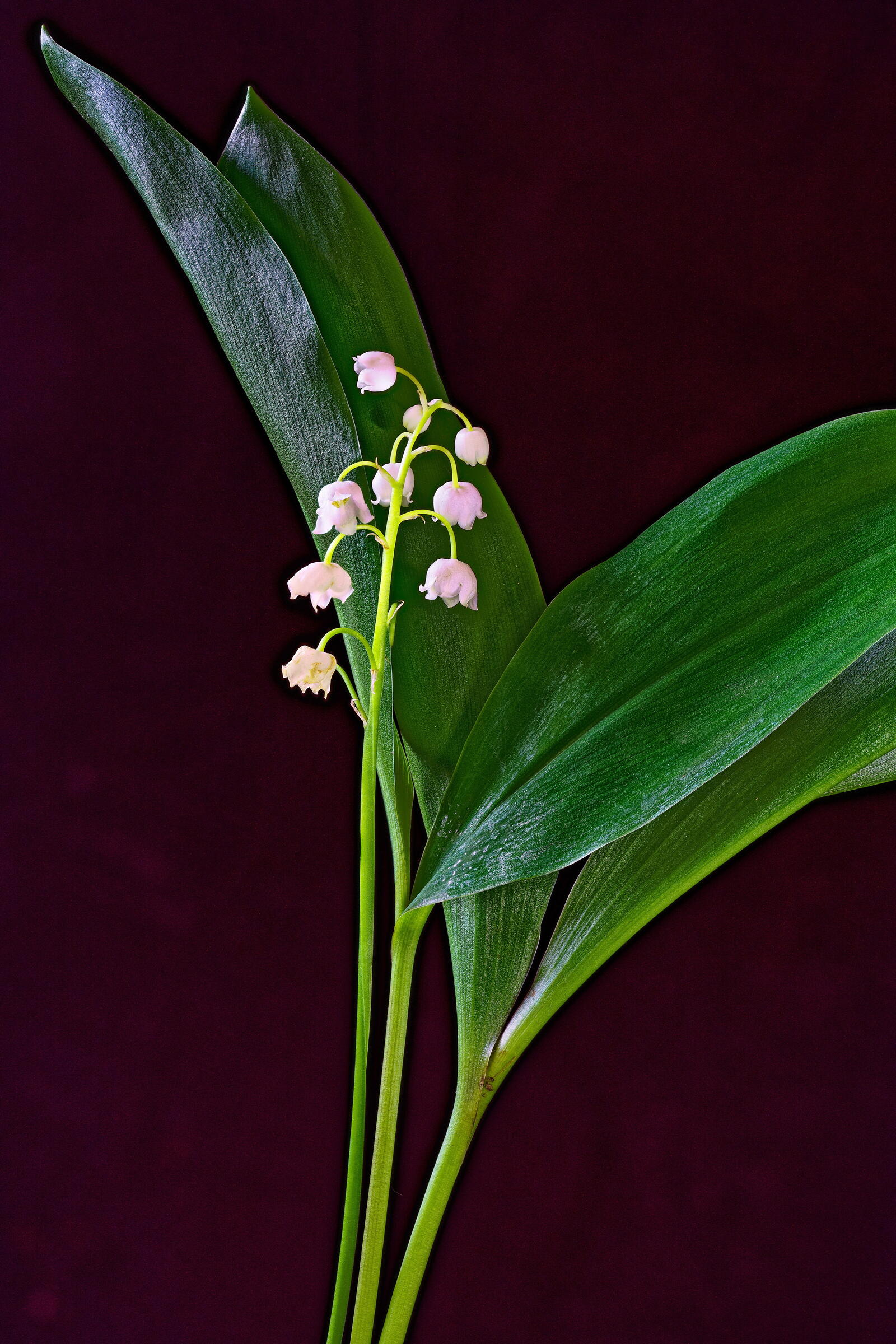 Wallpapers flower lily of the valley colored background on the desktop