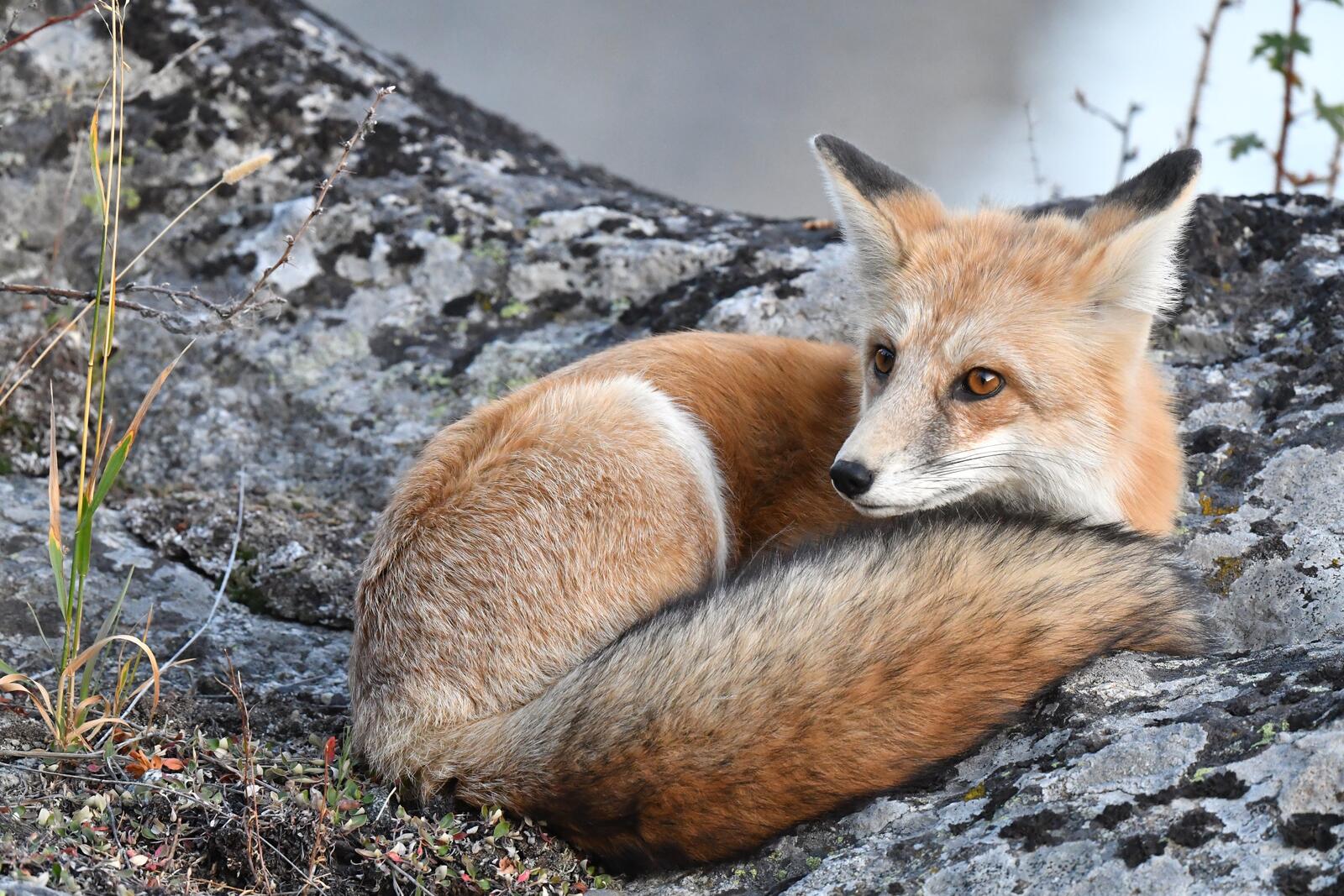 Free photo The little fox is curled up