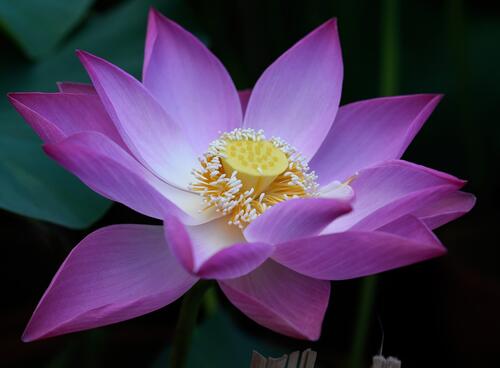 Водоем и цветок лотоса · бесплатное фото