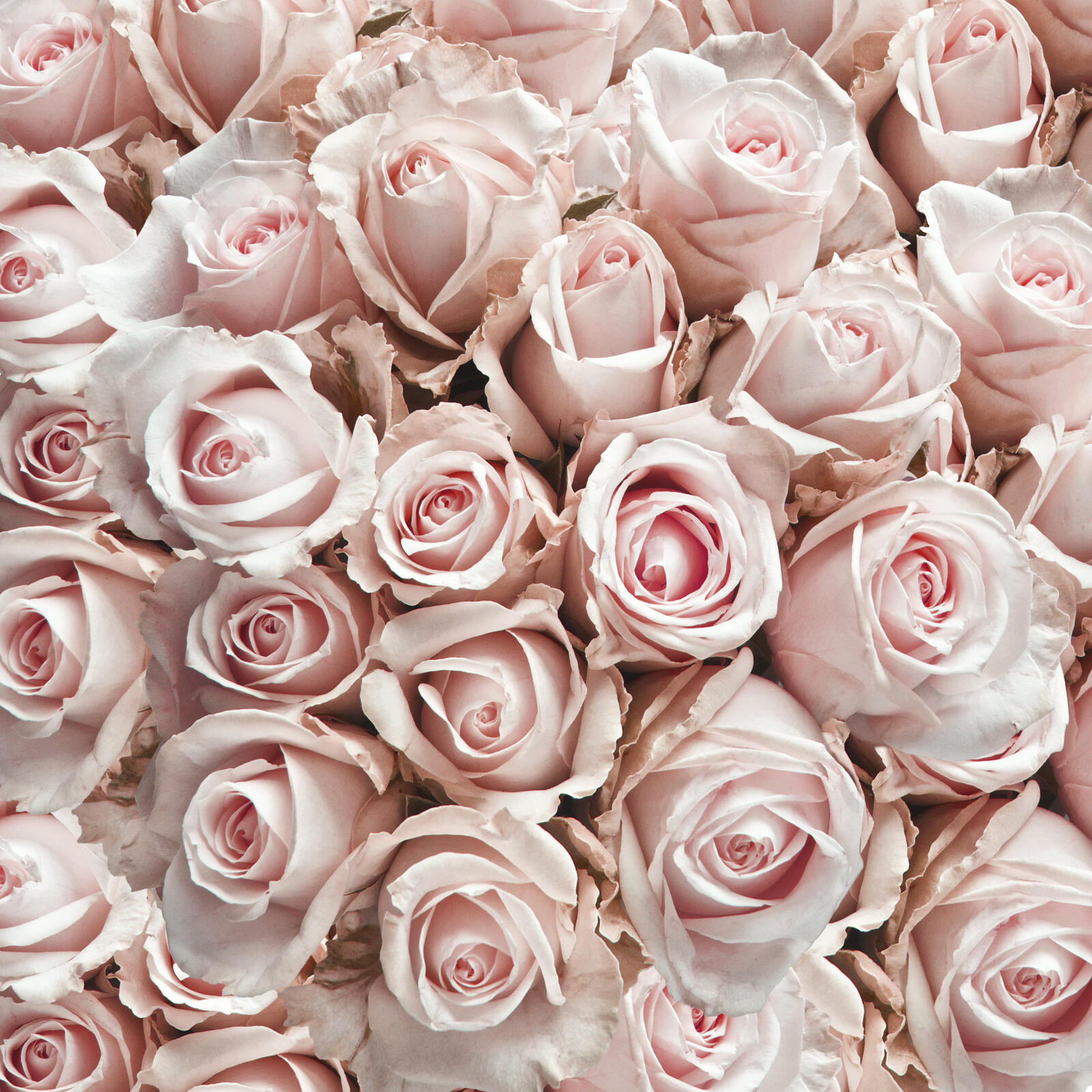 Обои цветы много цветов розы на рабочий стол