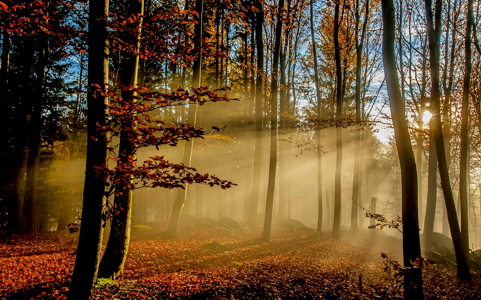 Sunlight breaks through the trees in a fall forest
