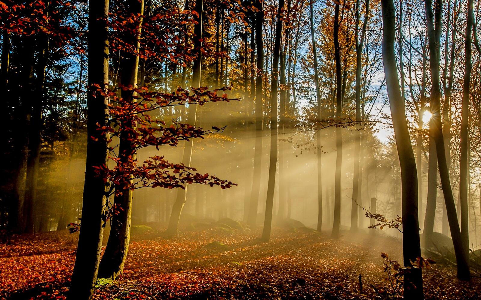 Бесплатное фото Солнечные лучи пробиваются через деревья в осеннем лесу